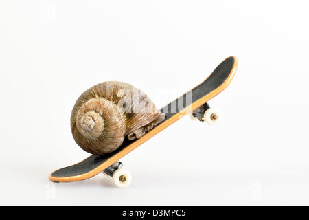 Snail on skateboard Banque D'Images