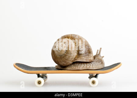 Snail on skateboard Banque D'Images