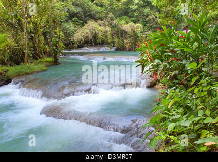 La Jamaïque. Dunn's River cascades Banque D'Images