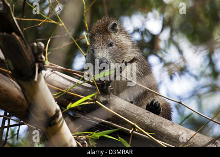 Desmarest's / hutia (Capromys pilorides hutia cubain) dans l'arbre, Cayo Saetia Cayo / Sae-Tia, de Cuba, des Caraïbes Banque D'Images