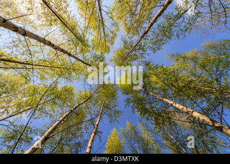 Pour atteindre les arbres le ciel sur un jour d'été ensoleillé Banque D'Images