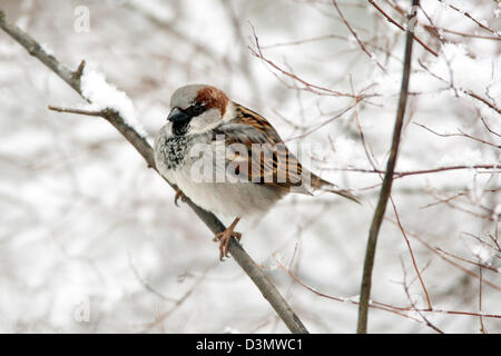 Maison Bruant perching dans un arbre enneigé oiseaux oiseaux oiseaux oiseaux chanteurs oiseaux chanteurs oiseaux chanteurs ornithologie Science nature faune Environnement Banque D'Images