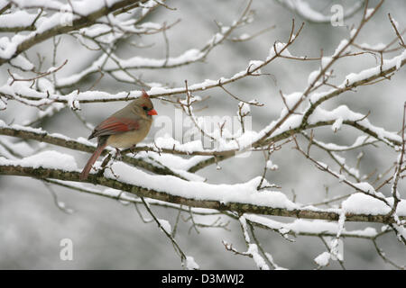 Femelle Cardinal du Nord perching dans un arbre avec des oiseaux de neige oiseaux chanteurs oiseaux chanteurs oiseaux chanteurs ornithologie Science nature faune Environnement Banque D'Images