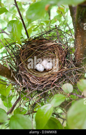 Northern Cardinal Nest avec des oeufs dans l'arbre de crabapple nids verticaux oiseaux oiseaux oiseaux oiseaux oiseaux chanteurs oiseaux chanteurs ornithologie Science nature faune Environnement Banque D'Images