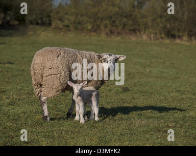 Un jour d'agneau et de mère standing in field Banque D'Images