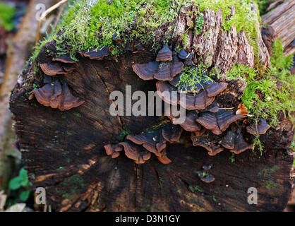 Rideau chêne, croûte Hymenochaete rubiginosa, Hymenochaetaceae. Champignon poussant sur un vieux chêne mort. Banque D'Images