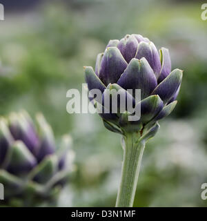 L'artichaut plantes croissant dans le domaine. Banque D'Images