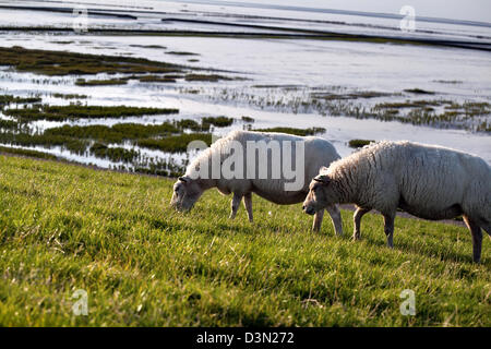 Deux moutons paissent sur les pâturages de graminées Banque D'Images