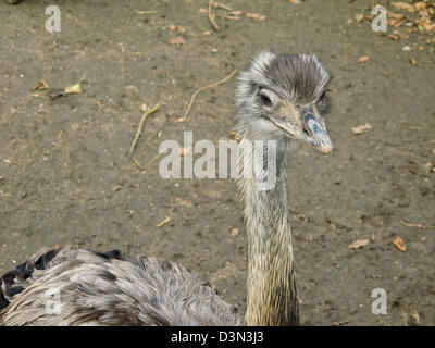 La tête et le cou d'un Rhea americana vu de dessus Banque D'Images