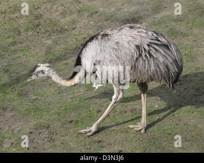 Intégralité de l'image d'un nandou sur une prairie dans le zoo de Copenhague Banque D'Images