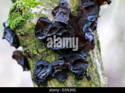 Le beurre, Exidia glandulosa, Auriculariaceae. Un champignon noir croissant sur une branche aînée morte. Banque D'Images