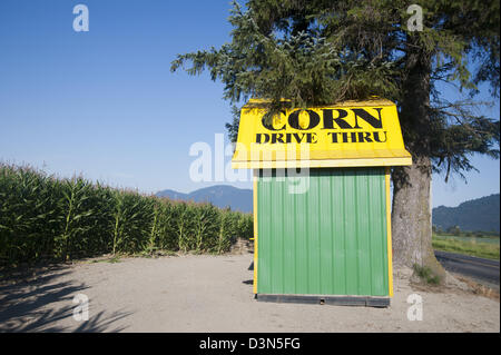 Cabane de maïs à côté de route à travers une récolte de maïs dans un champ Banque D'Images