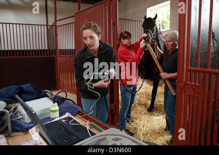 Roedinghausen, Allemagne, une endoscopie vétérinaire cheval Banque D'Images