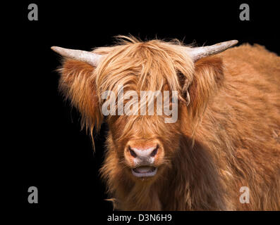 Scottish Highland cattle libre sur un fond sombre Banque D'Images