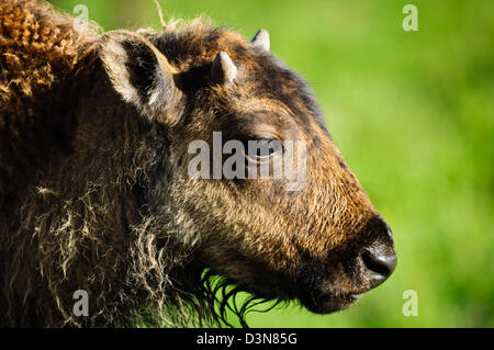 Closeup portrait de la tête d'un jeune veau de bison, prises dans le Parc National de Yellowstone, Wyoming. Banque D'Images