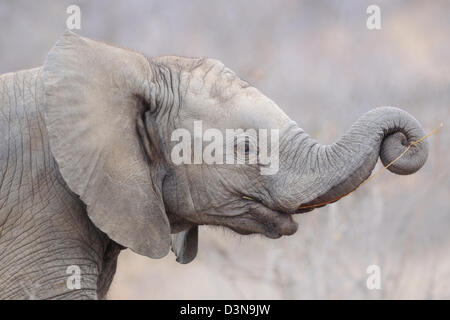 Bush africain elephant (Loxodonta africana), veau de l'éléphant, animal man, Kruger National Park, Afrique du Sud, l'Afrique Banque D'Images