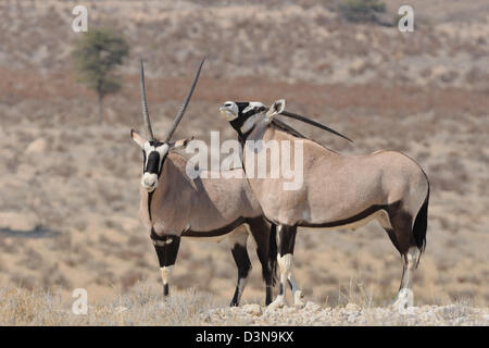 Oryx (Oryx gazella), deux hommes debout sur sol aride, Kgalagadi Transfrontier Park, Northern Cape, Afrique du Sud, l'Afrique Banque D'Images