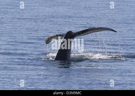 Fluked queue d'une baleine à bosse (Megaptera novaeangliae) dans le détroit de Johnstone près de Telegraph Cove, C.-B., Canada en août Banque D'Images