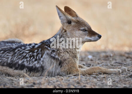 Le chacal à dos noir (Canis mesomelas), jeune, allongé sur sol aride, alerte, Kgalagadi Transfrontier Park, Northern Cape, Afrique du Sud, l'Afrique Banque D'Images