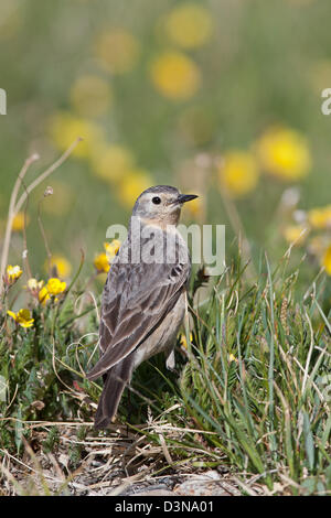 Pipit d'Amérique en buttercup fleurs oiseau oiseaux oiseaux chanteurs oiseaux chanteurs oiseaux chanteurs pipit ornithologie Science nature faune Environnement vertical Banque D'Images