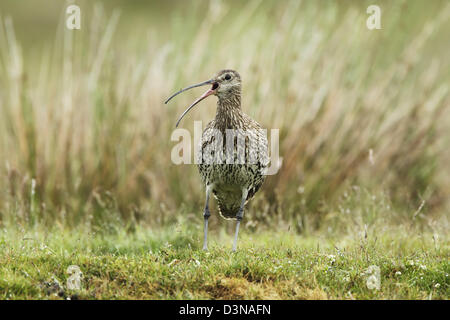 Courlis cendré (Numenius arquata) sur des prairies avec son bec ouvert lors de l'appel Banque D'Images