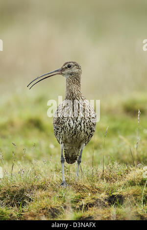 Courlis cendré (Numenius arquata) sur des prairies par bec légèrement ouverte lors de l'appel Banque D'Images