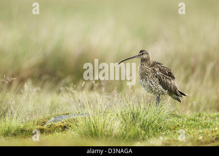 Courlis cendré (Numenius arquata) sur des prairies dans la pluie tout en plumes ébouriffant Banque D'Images