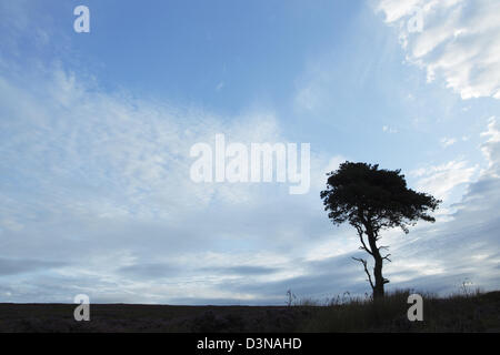 Le pin sylvestre tree silhouette sur une couche de nuages Cirrocumulus également connu sous le nom de maquereaux ciel Banque D'Images