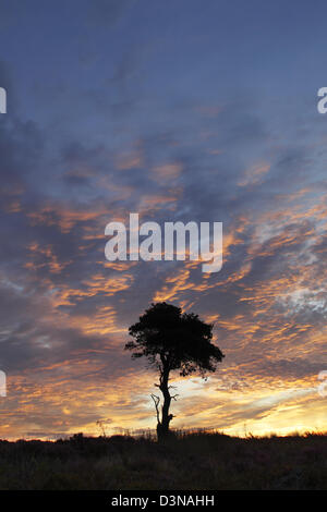 Un arbre de pin sylvestre silhouetté contre nuages ciel coloré et turbulent à l'aube Banque D'Images