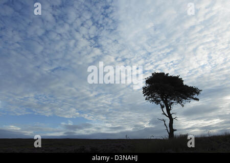 Le pin sylvestre tree silhouette sur une couche de nuages Cirrocumulus également connu sous le nom de maquereaux ciel Banque D'Images