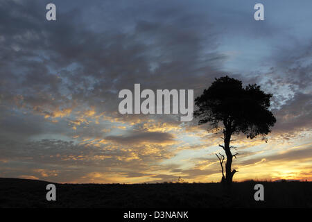 Un arbre de pin sylvestre silhouetté contre nuages ciel coloré et turbulent à l'aube Banque D'Images