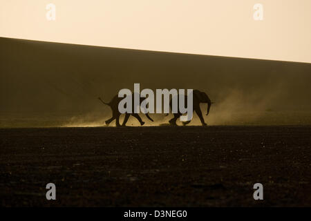 Désert de Namibie Eléphants en habitation Hoarusib Canyon Banque D'Images