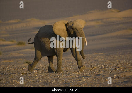 Désert de Namibie Eléphants en habitation Hoarusib Canyon Banque D'Images