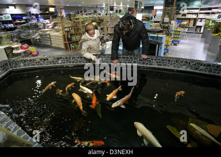 Deux clients de carpes koï japonais examiner différentes tailles et couleurs à un magasin pour animaux de compagnie à Cologne, Allemagne, 06 janvier 2006. Photo : Joerg Carstensen Banque D'Images