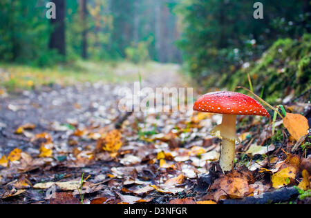 Agaric Fly en pin Banque D'Images