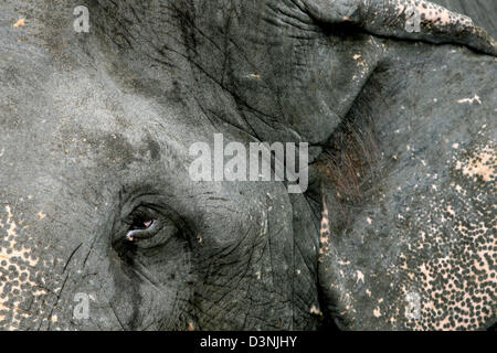 Gros plan d'un éléphant d'Asie (Elephas maximus), photographié à Pinnawela sur Sri Lanka, 24 avril 2006. Les éléphants sont très respectés comme animaux du travail sur le Sri Lanka. Marcher sous le ventre d'un éléphant doit apporter la chance. Photo : Maurizio Gambarini Banque D'Images