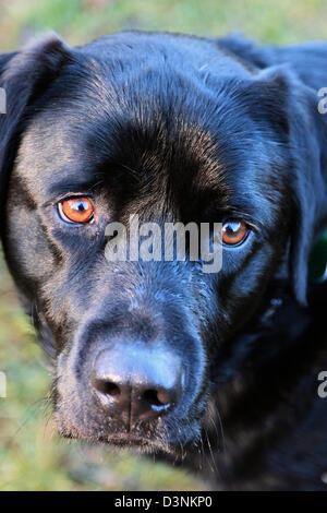 Labrador noir mâle, England, UK Banque D'Images