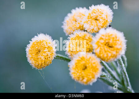Matin le givre à l'automne sur les couleurs jaune Banque D'Images