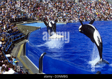 L'épaulard saluer une foule ravie à Statdium Shamu, Sea World de Californie, Sand Diego, Californie, USA. Banque D'Images