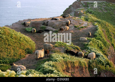 Moutons paître sur le point d'observation de la "Lange Anna' sur l'île de Helgoland, Allemagne, 10 juin 2006. L'île bunter s'élevant de la mer du Nord est le reste d'une grande une fois de l'île. Son terrain est plat, la terre plus basse sur la côte sud a été artificiellement construit en 1952. Juste un peu moins de 1 600 habitants vivent sur l'île principalement en fonction du tourisme. Helgoland est occupée par les Britanniques Banque D'Images