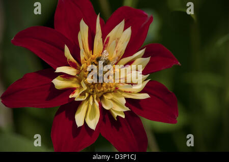 Une seule fleur rouge et jaune d'être visité par une abeille. Banque D'Images