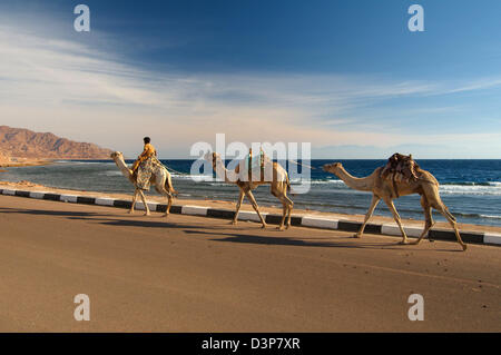 Dromadaire ou chameau d'Arabie (Camelus dromedarius), Dahab, Egypte, Afrique Banque D'Images