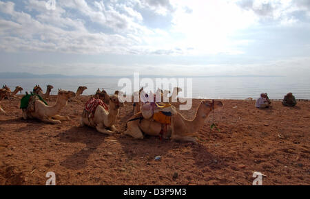 Dromadaire ou chameau d'Arabie (Camelus dromedarius), Dahab, Egypte, Afrique Banque D'Images