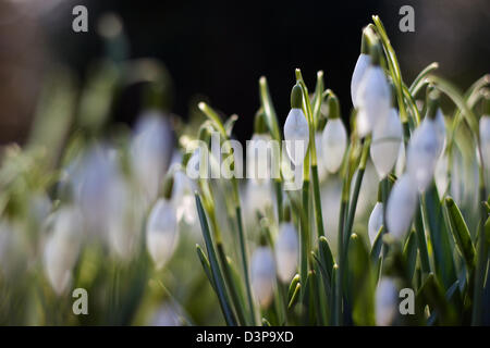 Signes du printemps à partir de Cornwall Banque D'Images