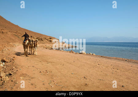 Dromadaire ou chameau d'Arabie (Camelus dromedarius), Dahab, Egypte, Afrique Banque D'Images