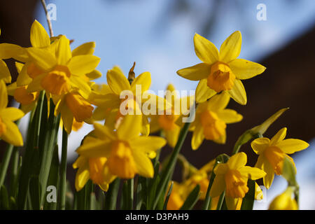 Signes du printemps à partir de Cornwall Banque D'Images