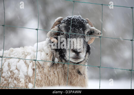 Une Ram Herdwick derrière grillage dans la neige, de Lake District. Banque D'Images