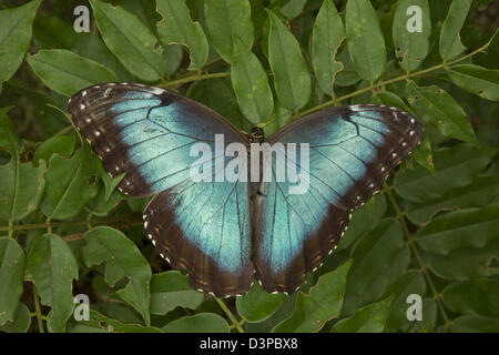 Morpho peleides Morpho (bleu) , forêt tropicale humide, le Costa Rica, adulte, séquence(22D23) Banque D'Images