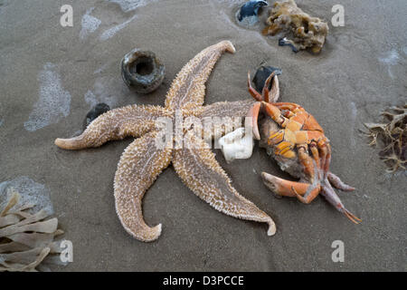 Rivage Inconnu, étoile de mer commune (Asterias rubens) Banque D'Images