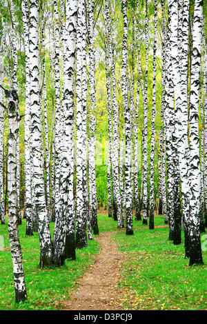 Sentier en automne Birch Grove Banque D'Images